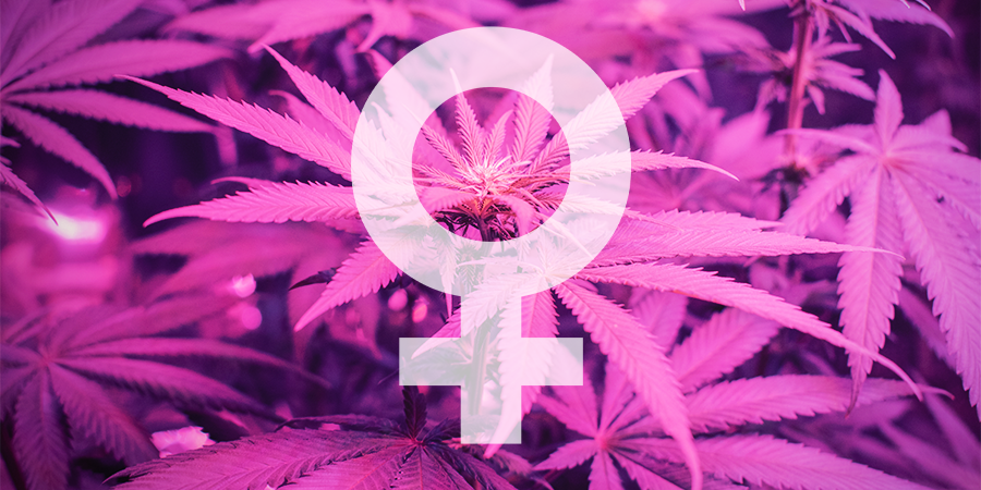 ¿Cuáles Son Las Mejores Semillas Feminizadas De Sensi Seeds?