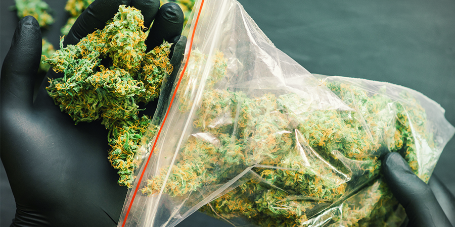 Semillas Más Productivas De Sensi Seeds