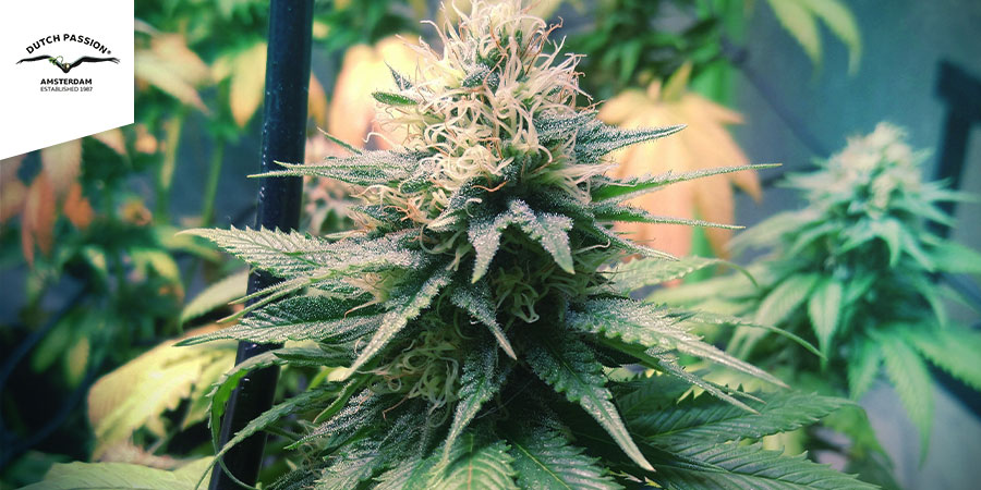 Power Plant (Dutch Passion)