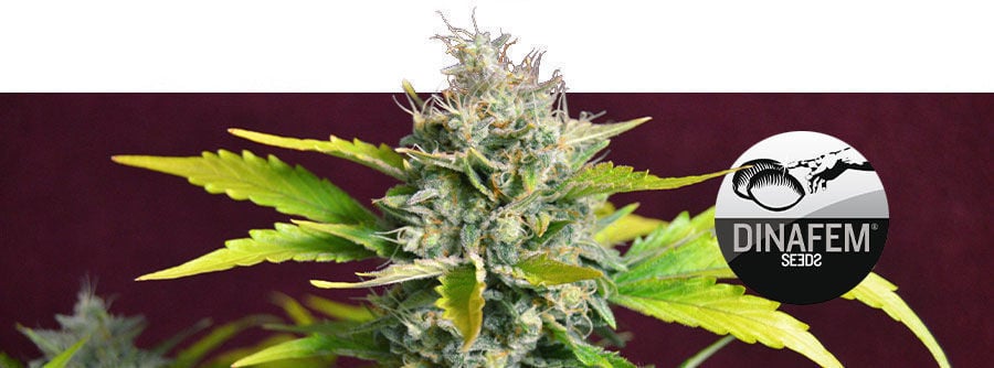 Información Sobre Dinafem Información Sobre Dinafem