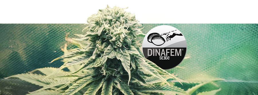 Información Sobre Dinafem Información Sobre Dinafem