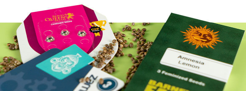 Variedades Amnesia Variedades Amnesia