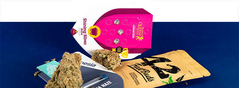 Variedades Haze Variedades Haze