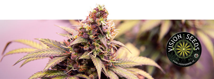 Información Sobre Vision Seeds