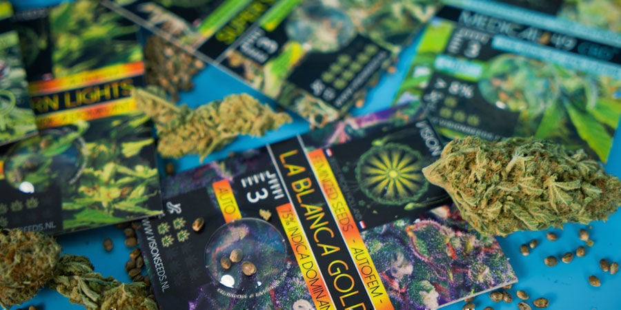 Las Semillas De Marihuana Más Populares De Vision Seeds