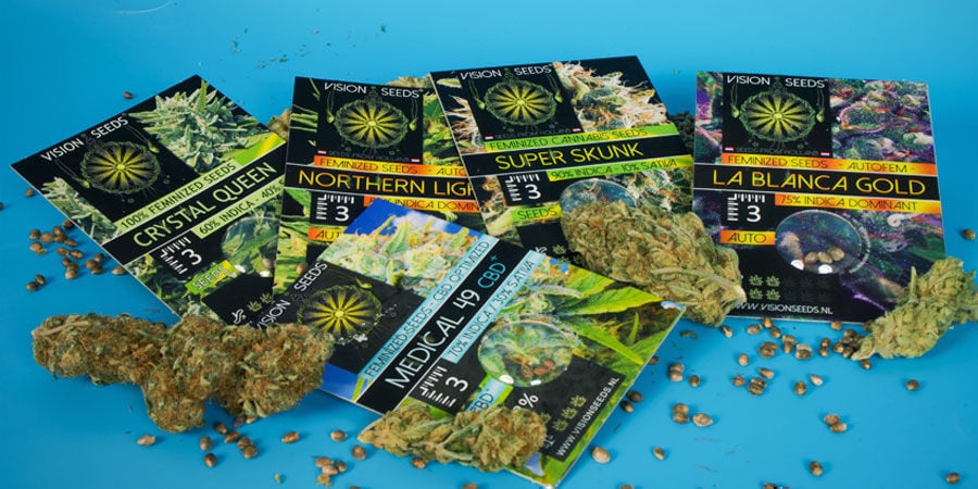 La Historia De Vision Seeds