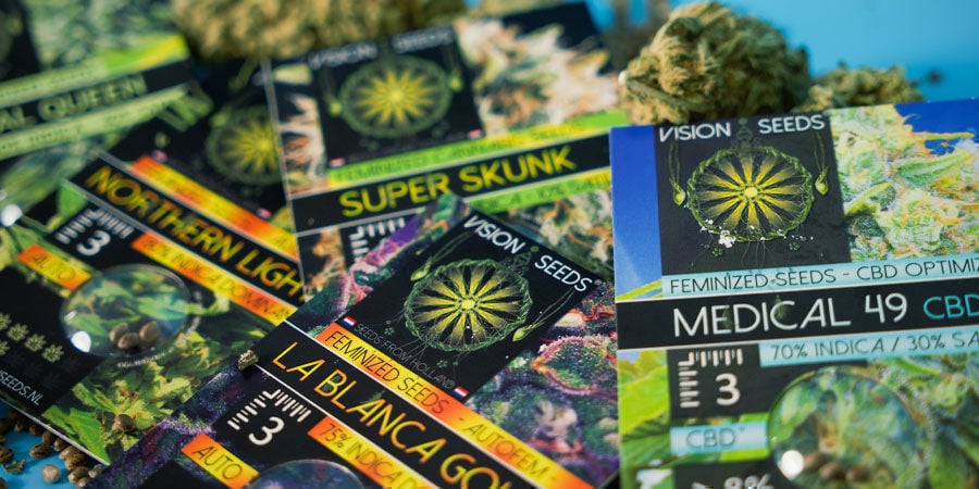 Vision Seeds: Disponible Solamente En Semillas Feminizadas