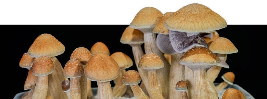 Compra kits de cultivo de setas alucinógenas online