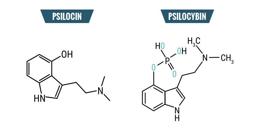Psilocibina Y Psilocina