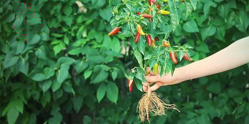 Cómo Y Cuándo Trasplantar Tus Plántulas Cultivar guindillas - Cómo Y Cuándo Trasplantar Tus Plántulas