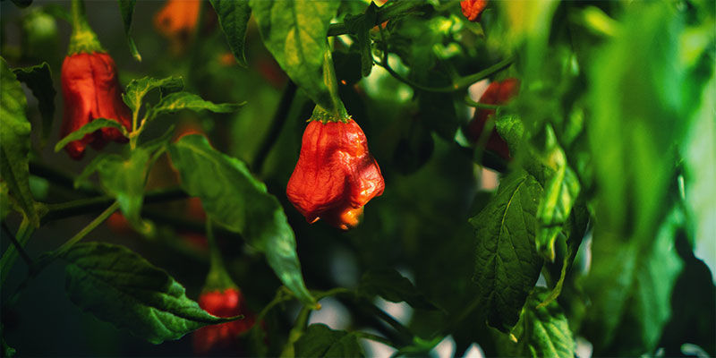Dale Sabor A Tu Vida Y Cultiva Tus Propias Guindillas Dale Sabor A Tu Vida Y Cultiva Tus Propias Guindillas