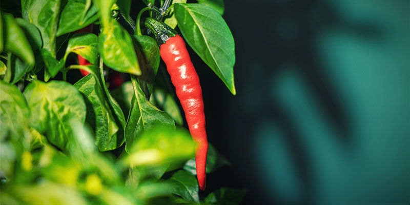 ¿Qué Chiles Son Los Más Populares? ¿Qué Chiles Son Los Más Populares?