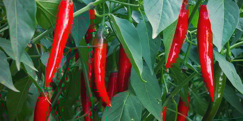 ¿Cuándo Se Pueden Cosechar Los Chiles? Cultivar guindillas - ¿Cuándo Se Pueden Cosechar Los Chiles?