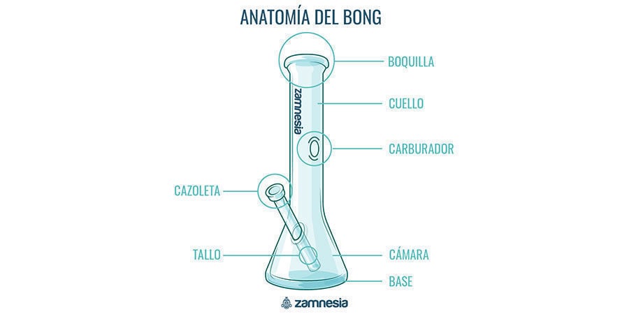Anatomía Del Bong