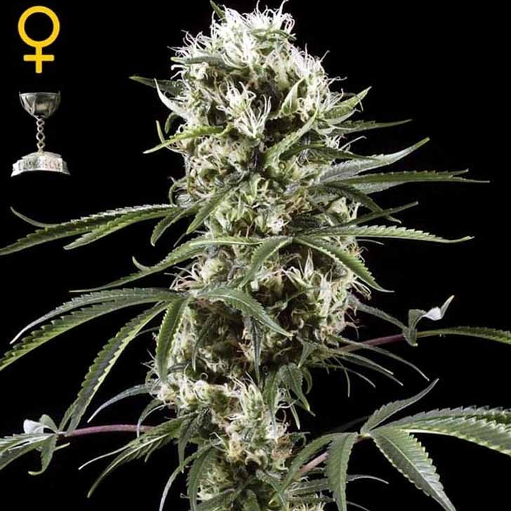 Flower Bomb Kush Strain Hunters Flower Bomb Kush