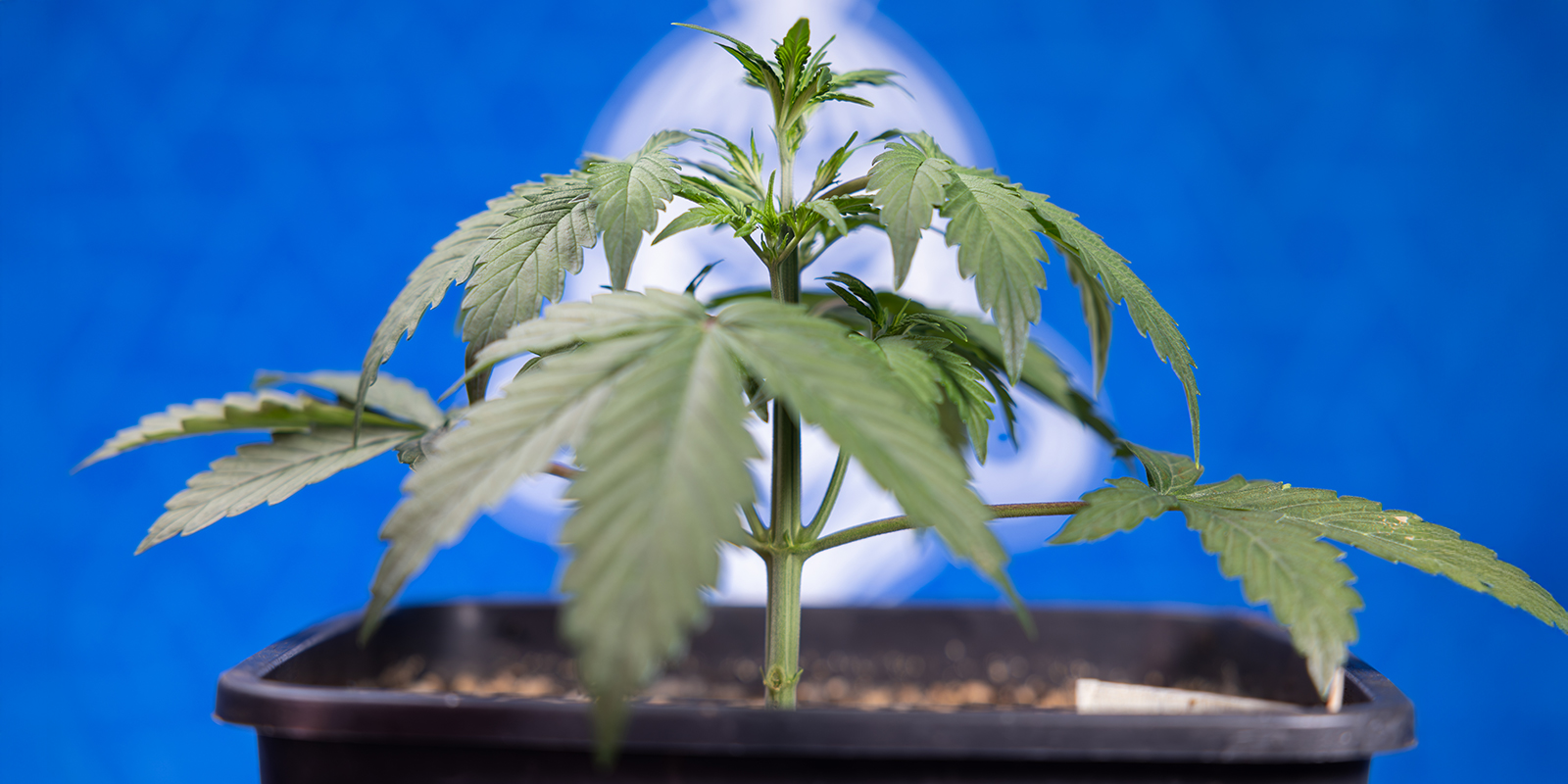 Cómo hacer LST en autoflorecientes (paso a paso)