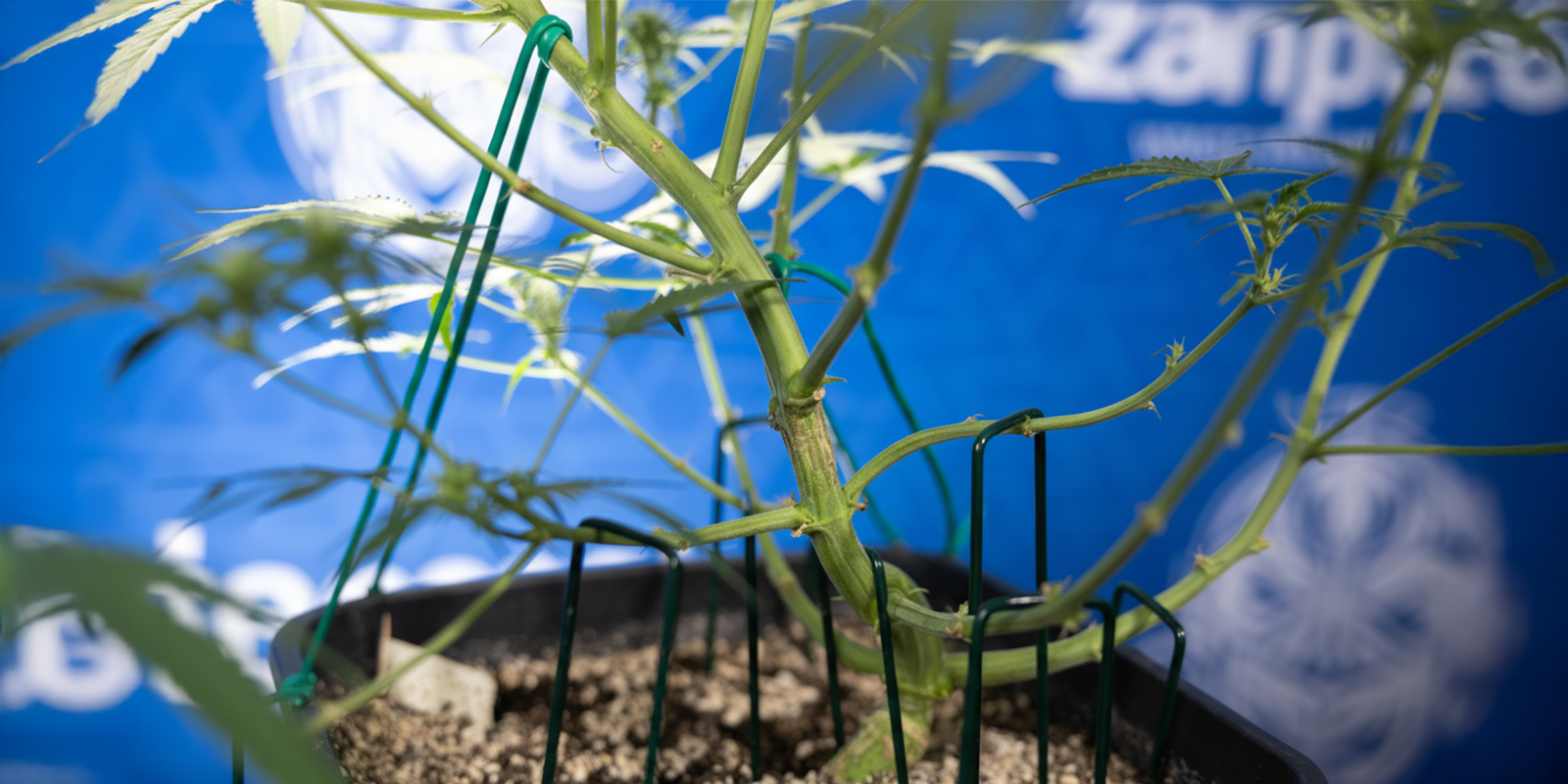 Cómo hacer LST en autoflorecientes (paso a paso)