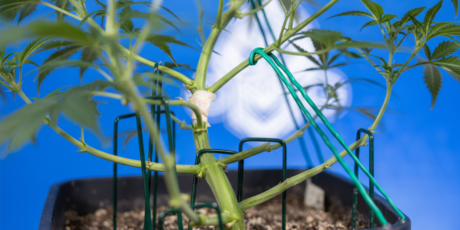 Cómo hacer LST en autoflorecientes (paso a paso)