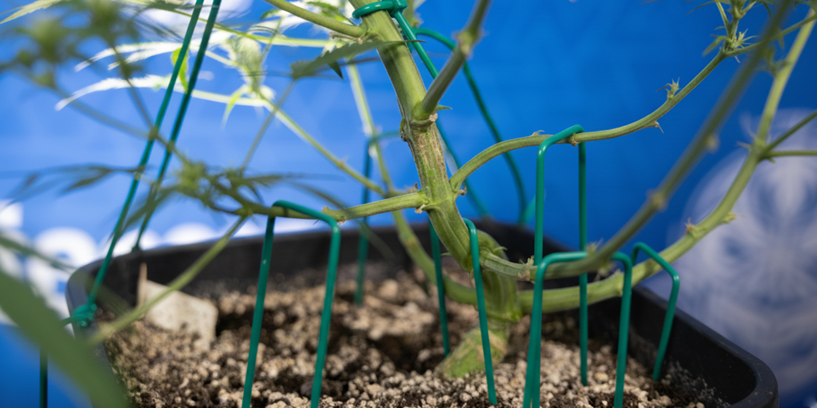 Cómo hacer LST en autoflorecientes (paso a paso)