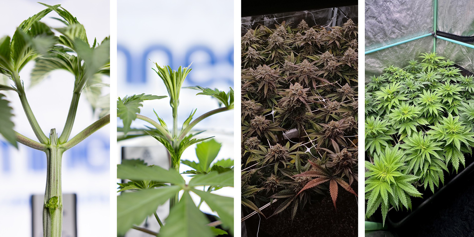 Alternativas al LST en autoflorecientes