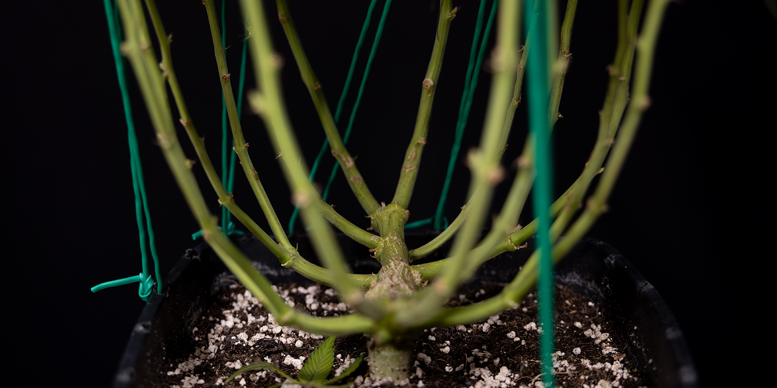 LST: &iquest;el secreto para unas autoflorecientes felices y sanas?