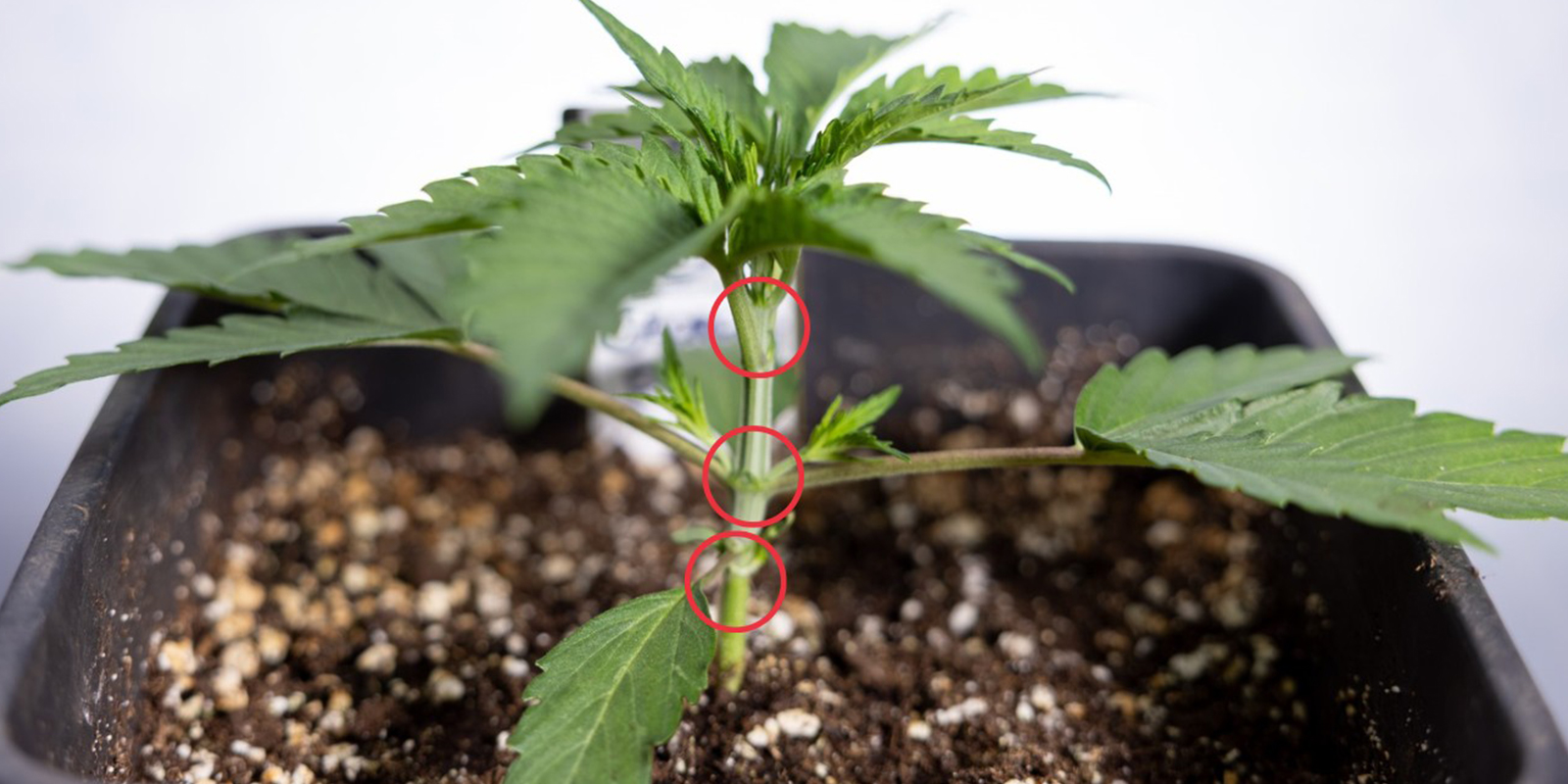 &iquest;Cu&aacute;ndo empezar el LST en autoflorecientes?