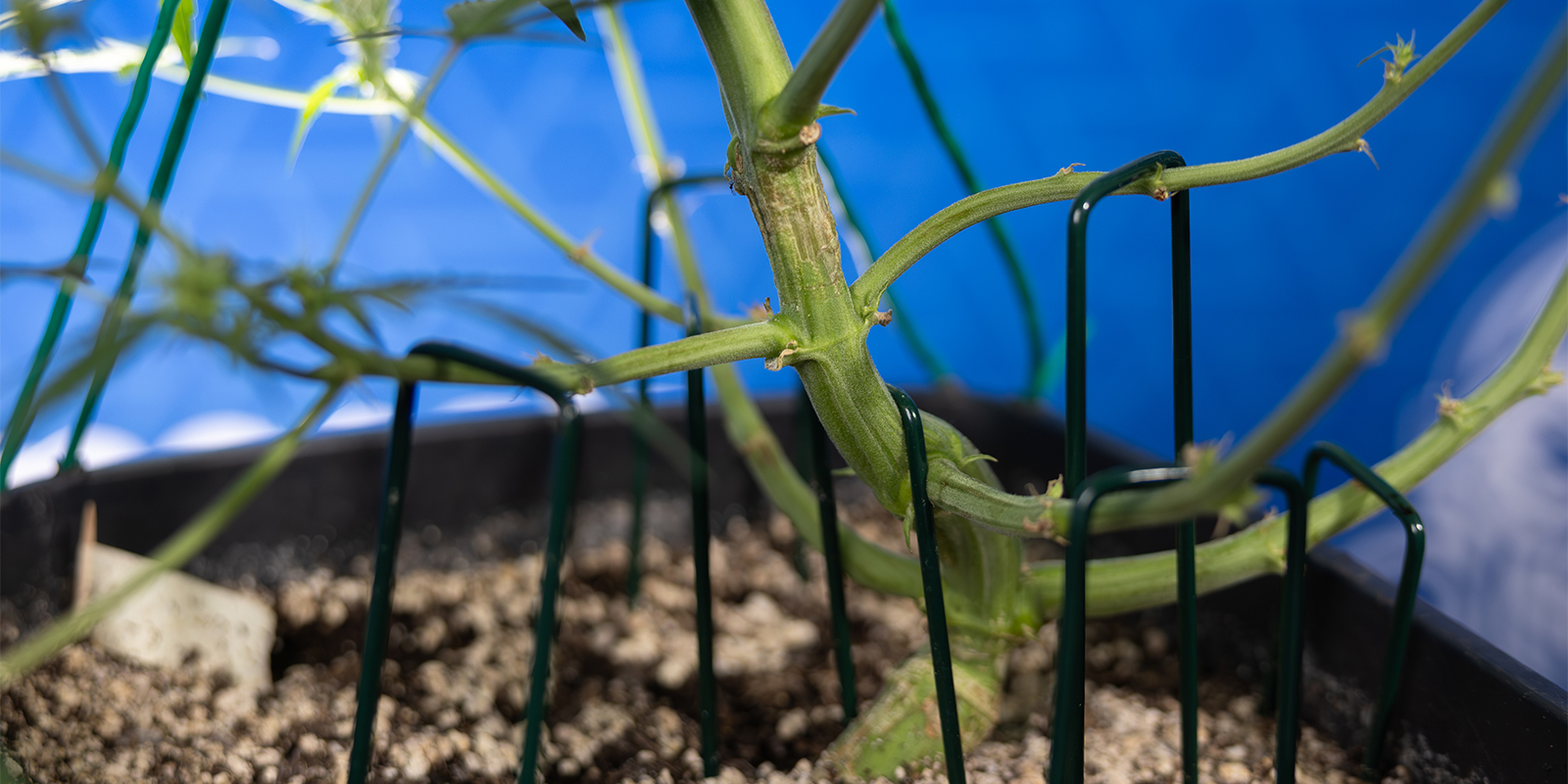 &iquest;Es adecuado el LST para las autoflorecientes?