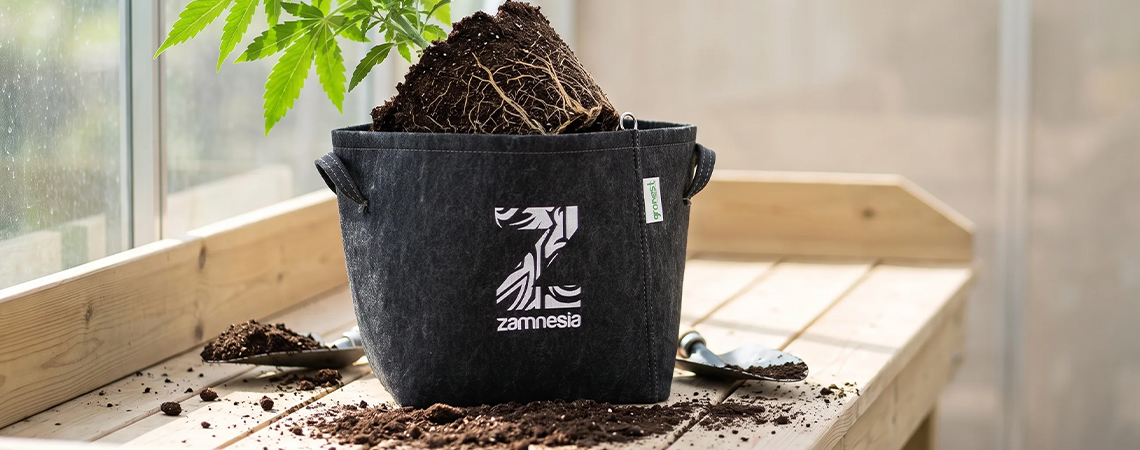 Cuándo y cómo trasplantar plantas de marihuana (guía completa) Cuándo y cómo trasplantar plantas de marihuana (guía completa)