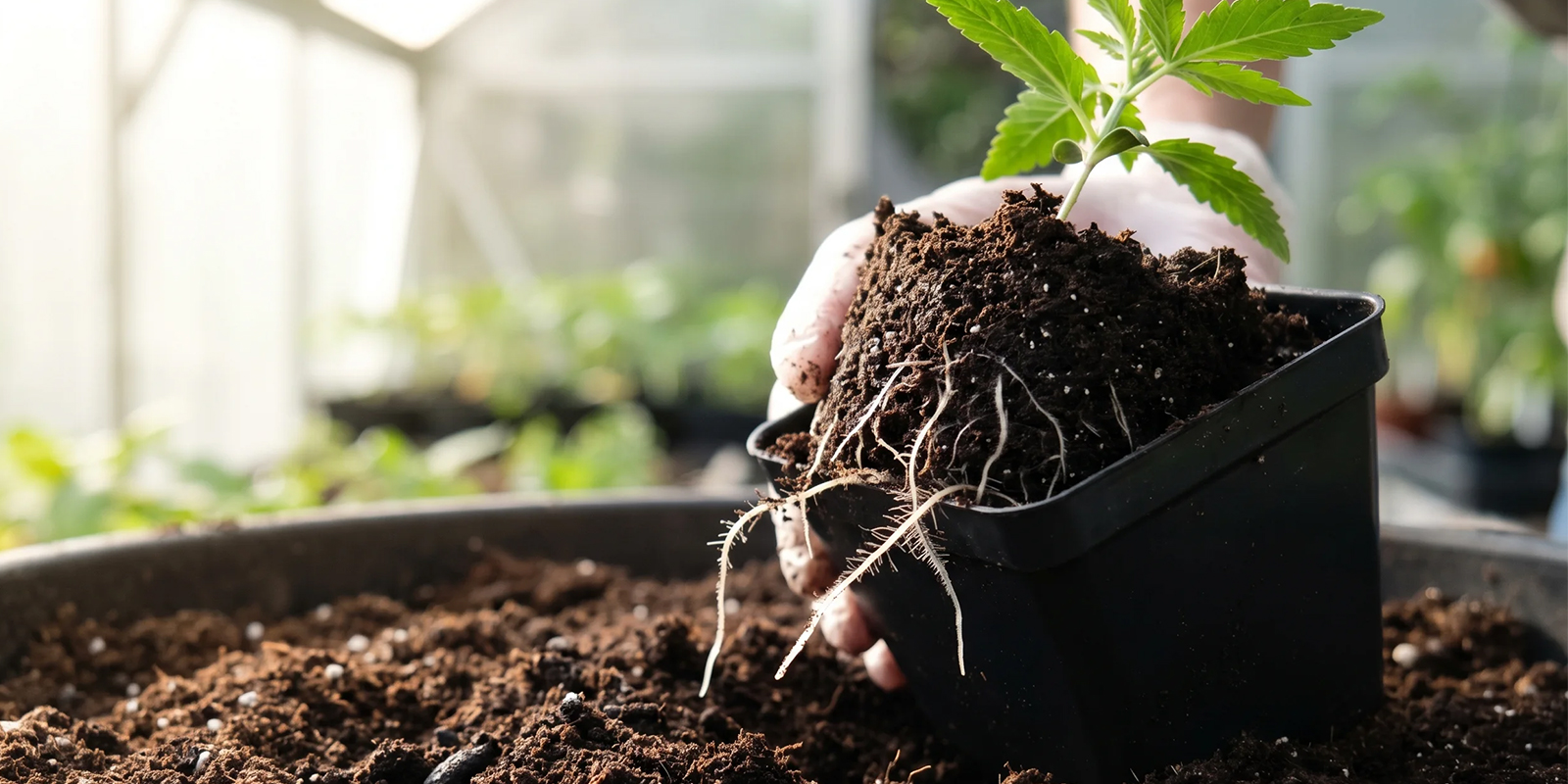 ¿Por qué trasplantar el cannabis? ¿Por qué trasplantar el cannabis?