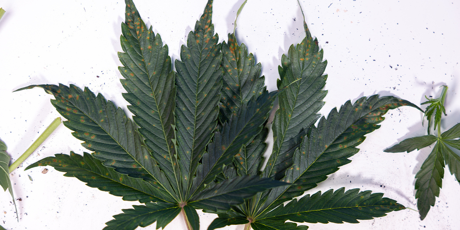 Causas de las manchas marrones en las hojas de abanico de la marihuana