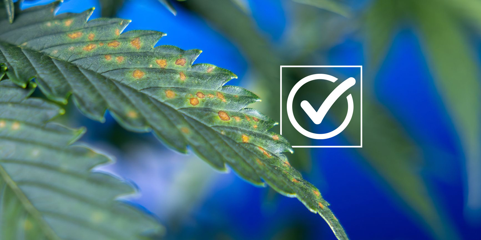 Lista de verificación para el diagnóstico