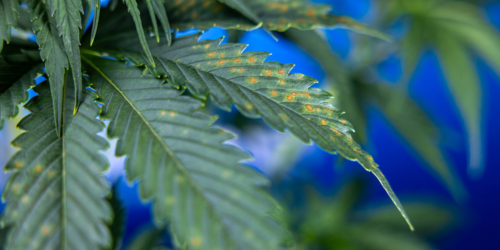 ¿Qué indican las manchas marrones en la marihuana?