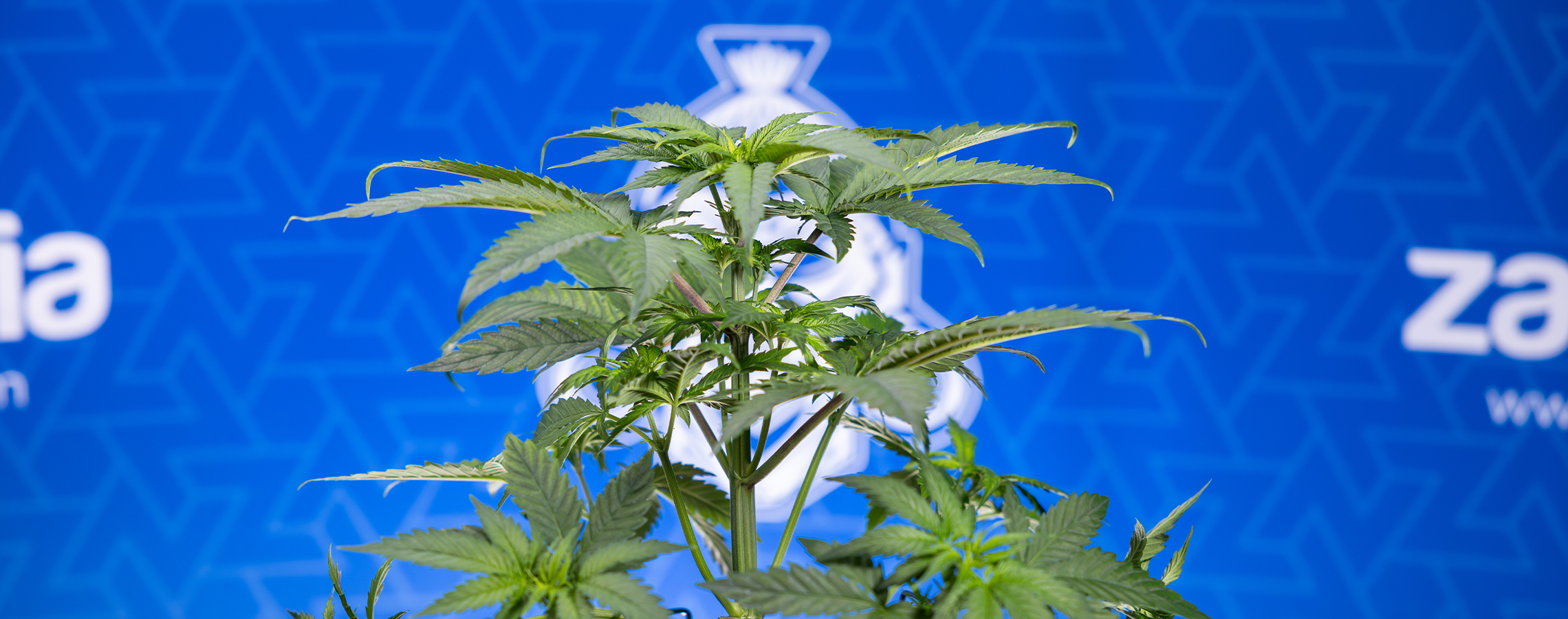 ¿Por qué se están curvando hacia abajo las hojas de tu planta de cannabis?