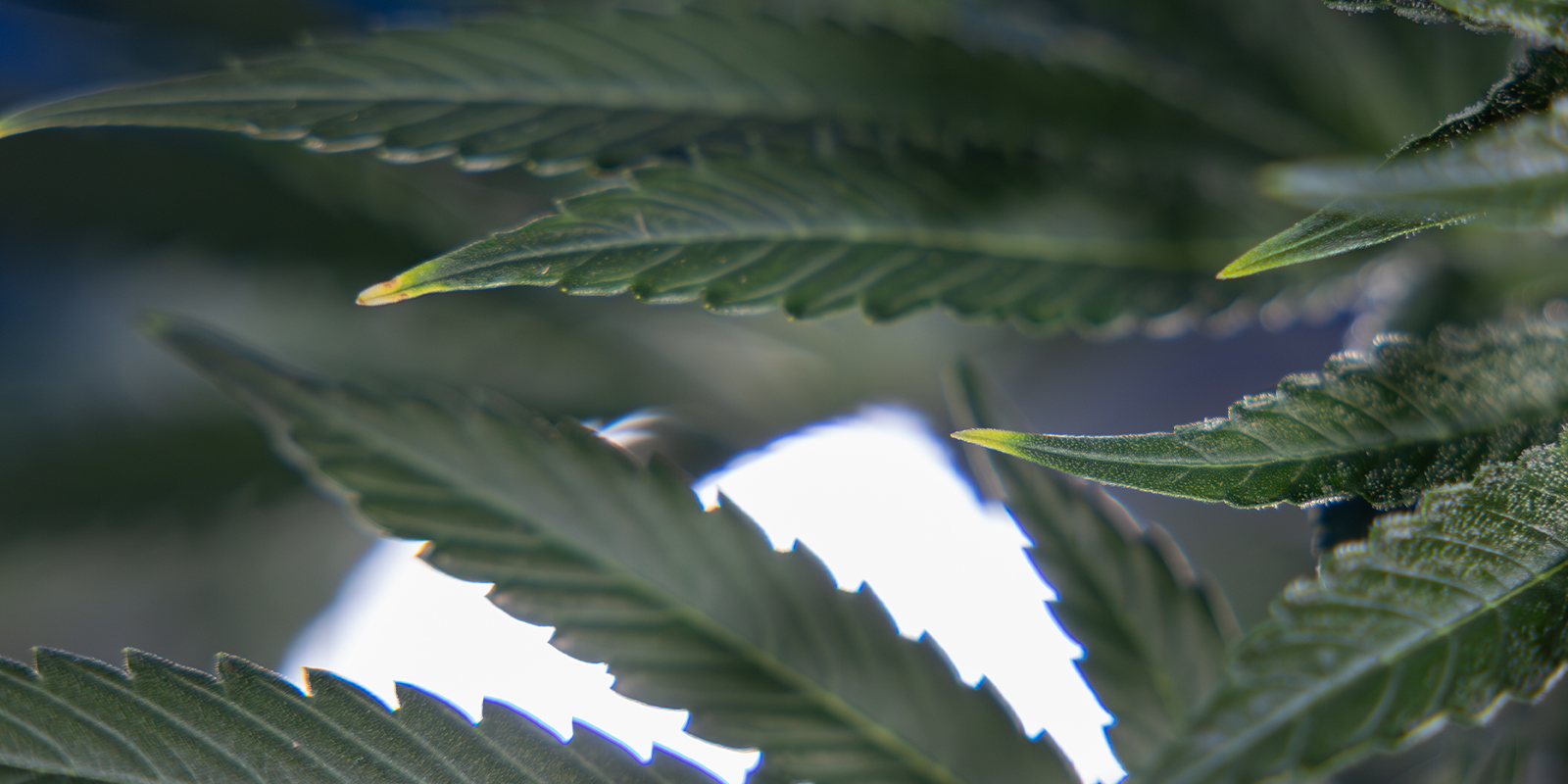 Toxicidad por nitrógeno