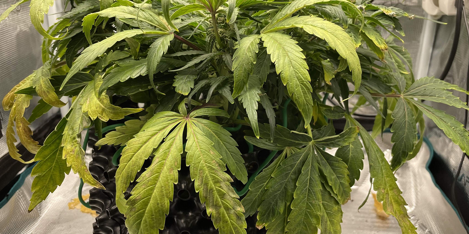 Problemas en las raíces