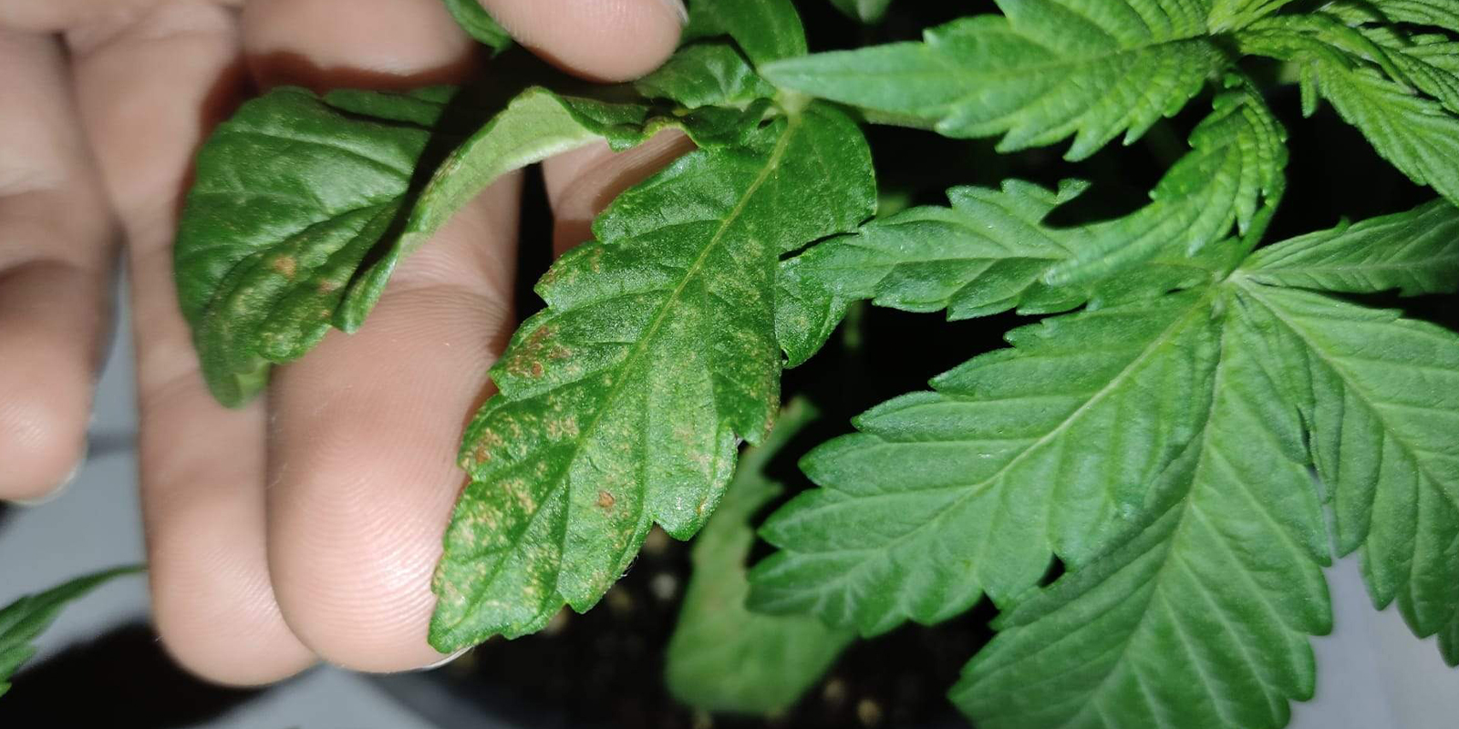 ¿Cómo se ve el curvado hacia abajo?