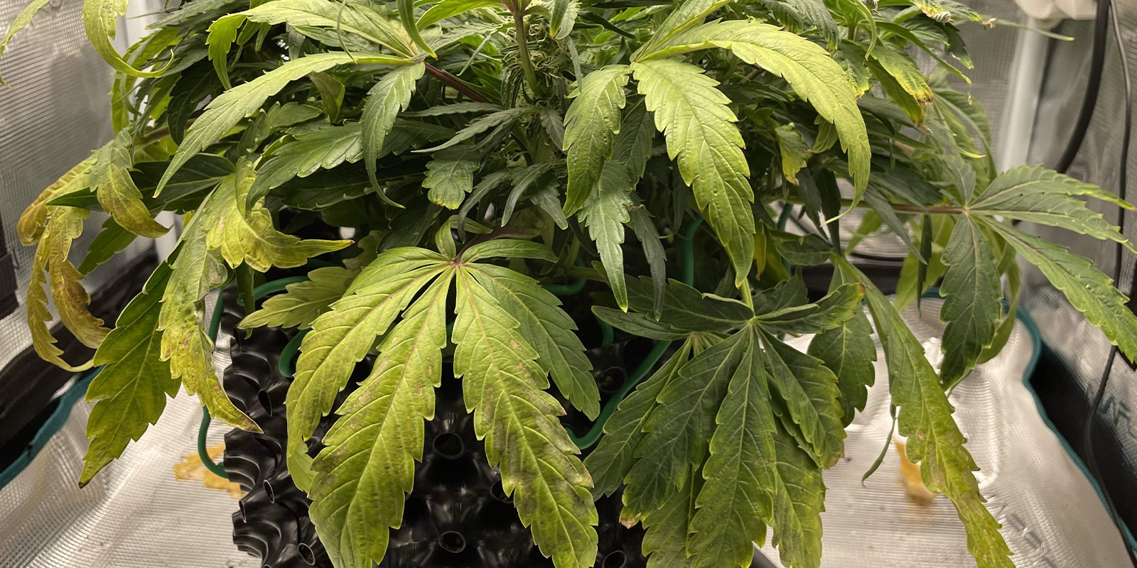 ¿Cómo se ve el curvado hacia abajo?