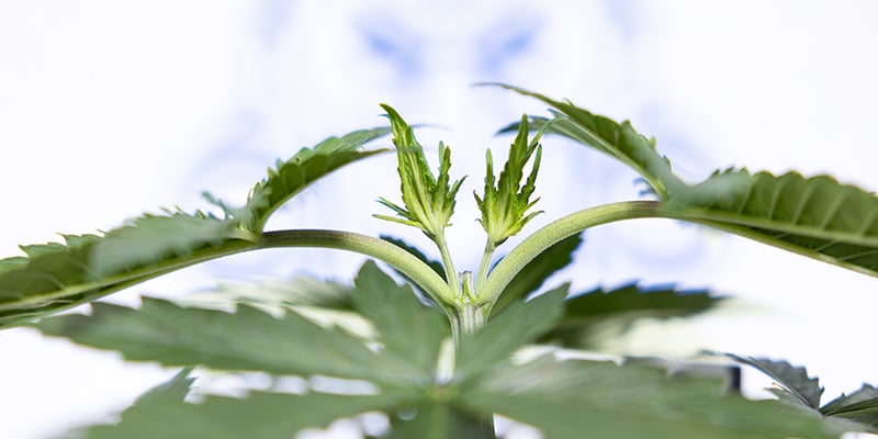 ¿Se puede hacer topping en autoflorecientes? ¿Se puede hacer topping en autoflorecientes?