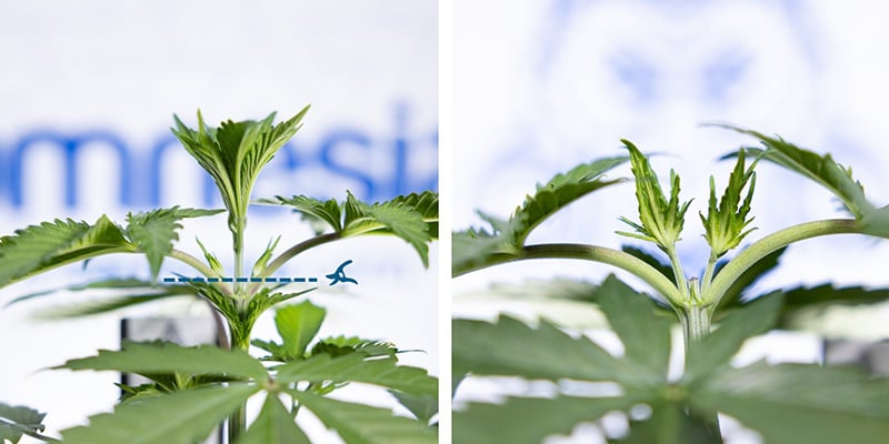 Corta por encima del tercer nudo Corta por encima del tercer nudo