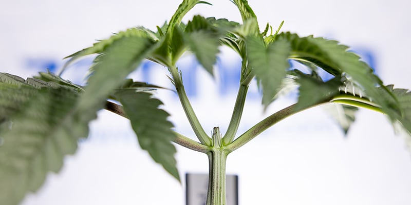 ¿Por encima del resto? ¿Es el topping en autoflorecientes tu próximo paso? ¿Por encima del resto? ¿Es el topping en autoflorecientes tu próximo paso?