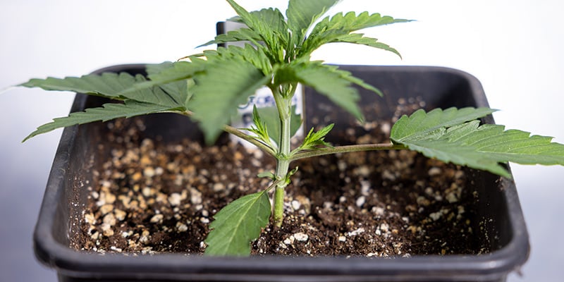 Cuándo hacer topping a las autoflorecientes Cuándo hacer topping a las autoflorecientes