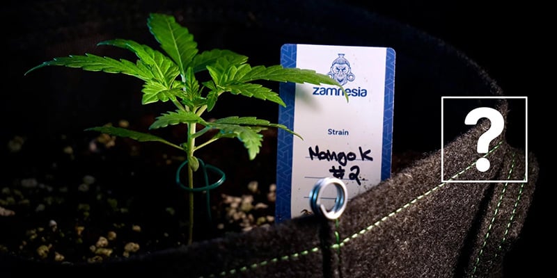 &iquest;Se pueden trasplantar las autoflorecientes?