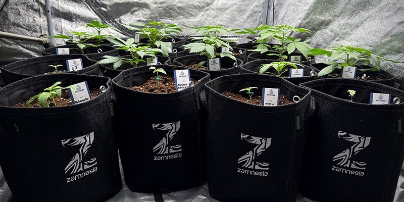 Elige la maceta adecuada