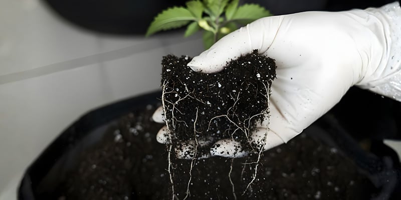 Errores habituales de trasplante que debes evitar