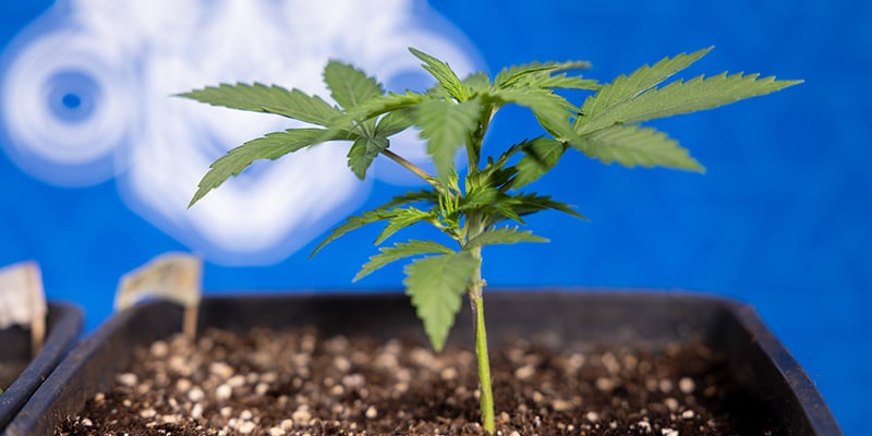 &iquest;Moverla o dejarla quieta?