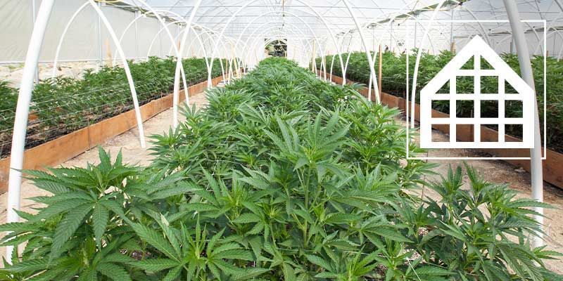 Por Qué Cultivar Cannabis En Un Invernadero