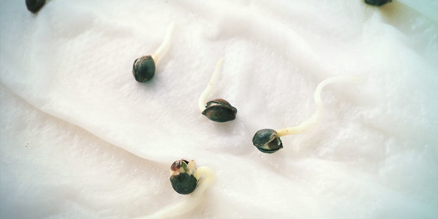 Germinar Las Semillas De Cannabis: Papel Absorbente