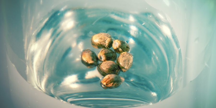 Germinar Las Semillas De Cannabis: Vaso De Agua