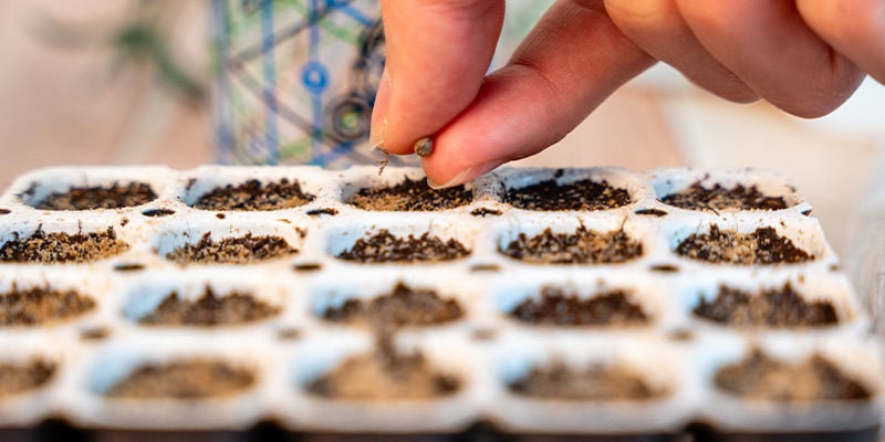 Germinar semillas de marihuana con un kit de germinación
