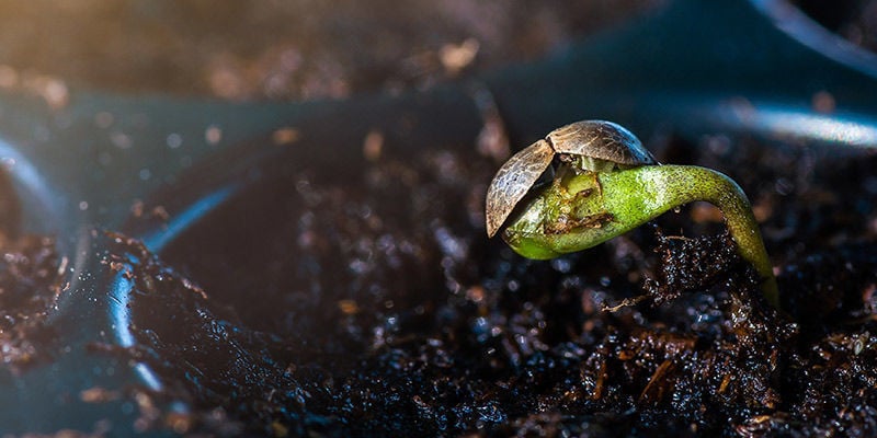 Las mejores formas de germinar semillas de cannabis
